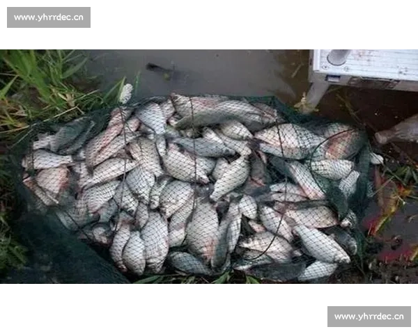 激情四溢的垂钓竞技赛探秘，收获不仅是渔获更是友谊与挑战